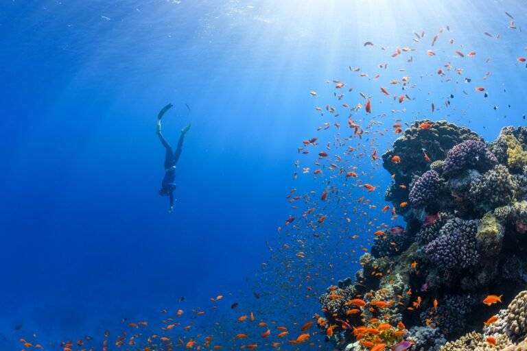 The Ultimate Guide to Scuba Diving: Explore the Underwater World with Expert Tips, Best Gear, and Top Dive Spots